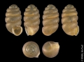 Gastropoda