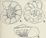 Stensioeina surrentina Torre, 1967
