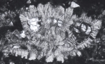Rotalispira maxima Consorti, Frijia & Caus, 2017