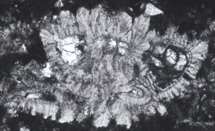 Rotalispira maxima Consorti, Frijia & Caus, 2017 Rotalispira maxima Consorti, Frijia & Caus, 2017