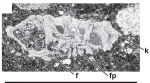 Rotalispirella acuta Consorti, Villalonga & Caus, 2017