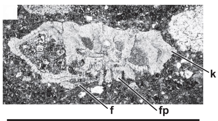Rotalispirella acuta Consorti, Villalonga & Caus, 2017 Rotalispirella acuta Consorti, Villalonga & Caus, 2017