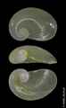 Heterobranchia