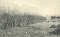 Massart (1908, foto 064), author: J. Massart