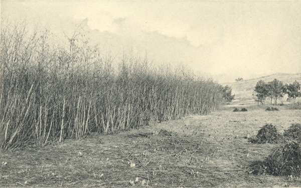 Massart (1908, foto 064)