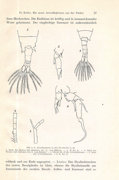 Arctodiaptomus burduricus Kiefer, 1939 Arctodiaptomus burduricus Kiefer, 1939