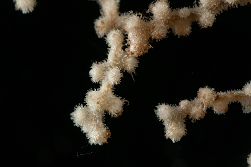 Villogorgia bebrycoides Villogorgia bebrycoides