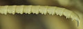 Crinoidea (sea lilies and feather stars)
