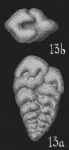 Bolivina crenulata Cushman, 1936, author: Le Coze, François