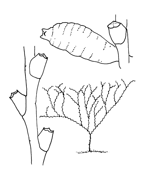 Sertularella crassicaulis Sertularella crassicaulis