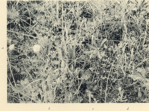 Massart (1908, foto 076)