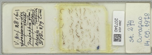 Paratypes Spirospermoides stocki in Naturalis Paratypes Spirospermoides stocki in Naturalis