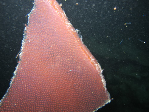 Pyrostremma spinosum Pyrostremma spinosum