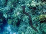 Pyrostremma spinosum, author: Brock, Marie and Dave