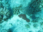Tunicata