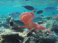 Thaliacea