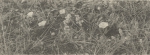 Massart (1908, foto 079 B.)