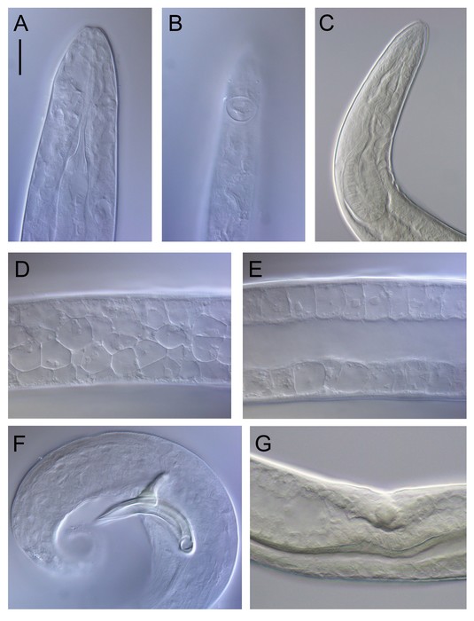 Siphonolaimus curtisensillus