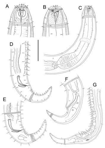Desmodora parapilosa Desmodora parapilosa