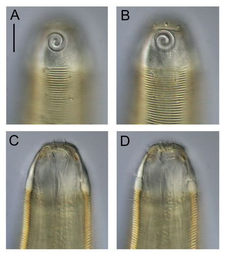 Desmodora parapilosa Desmodora parapilosa