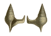 Helicaulax falcata Bm, 1891, author: Wieneke, Ulrich