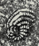 Pseudorhipidionina casertana (De Castro, 1965)