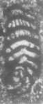 Pseudorhapydionina chiapanensis Michaud, Fourcade & Gutierrez Coutino, 1984