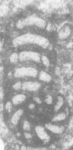 Pseudorhapydionina chiapanensis Michaud, Fourcade & Gutierrez Coutino, 1984