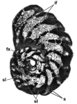 Pseudorhapydionina bilottei Consorti, Boix & Caus, 2016