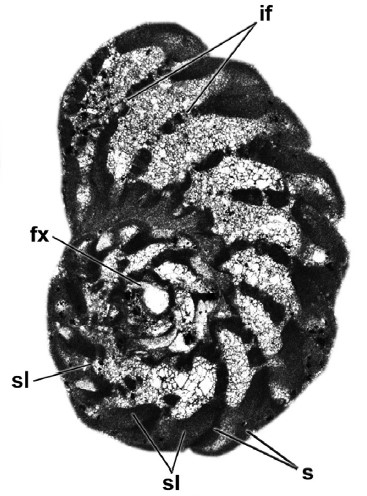 Pseudorhapydionina bilottei Consorti, Boix & Caus, 2016 Pseudorhapydionina bilottei Consorti, Boix & Caus, 2016