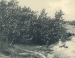 Massart (1908, foto 085)