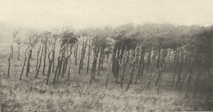Massart (1908, foto 089)