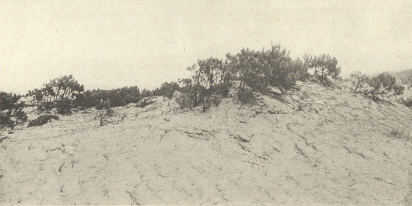 Massart (1908, foto 092)