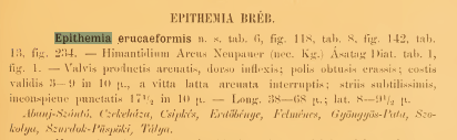 Original description, Pantocsek 1889, p. 59 Original description, Pantocsek 1889, p. 59