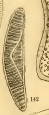 Pantocsek 1889, Plate 8, Figure 142 Pantocsek 1889, Plate 8, Figure 142