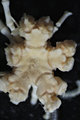 Comatella africana(/i> Gisl, 1938 Copen Holotype CRI-1, author: Messing, Charles