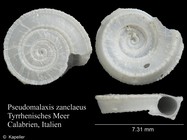 Pseudomalaxis zanclaeus