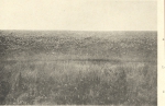 Massart (1908, foto 101)