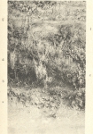 Massart (1908, foto 102 A.)