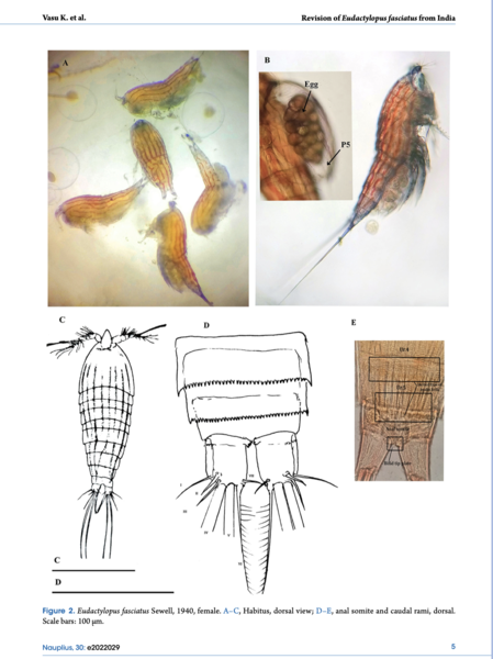 Eudactylopus fasciatus Eudactylopus fasciatus