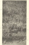 Massart (1908, foto 102 B.)