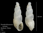 Pseudochileutomia carinata