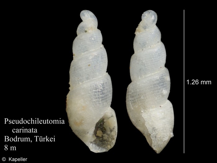 Pseudochileutomia carinata