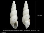 Pseudochileutomia carinata