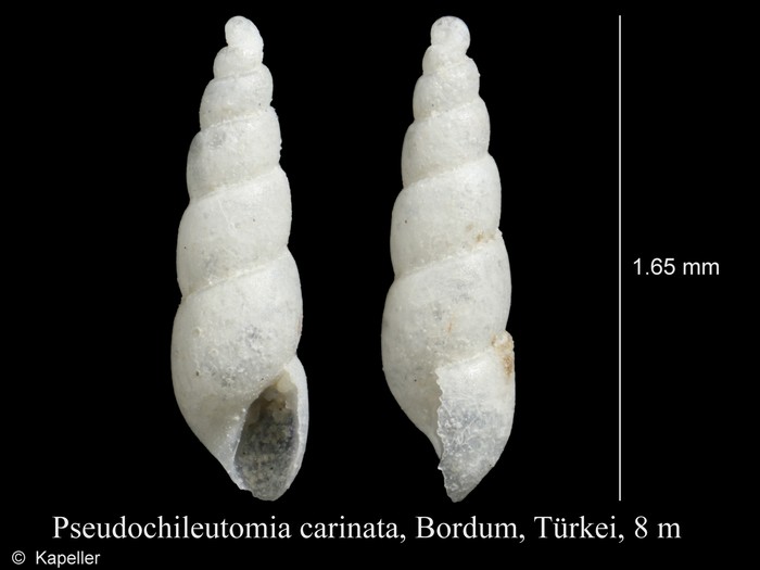 Pseudochileutomia carinata
