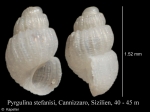 Pyrgulina stefanisi