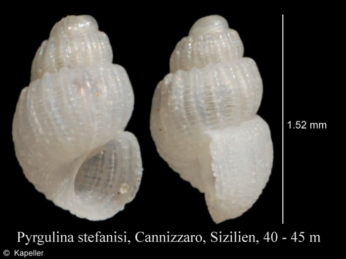 Pyrgulina stefanisi