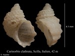 Carinorbis clathrata