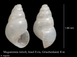 Megastomia lorioli