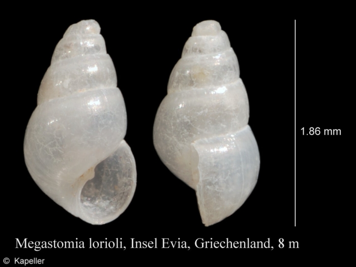 Megastomia lorioli